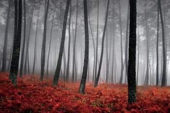 Forest - Red Leaves Glassbilder
