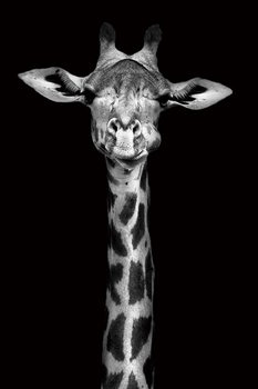 Giraffe - Head b&w Glassbilder