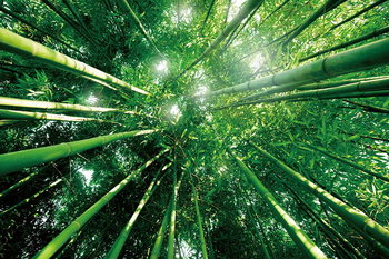 Glasschilderij Bamboo Forest