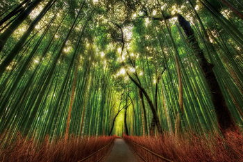 Glasschilderij Bamboo Forest - Straight Path