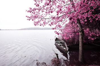 Glasschilderij Pink World - Blossom Tree with Boat 1
