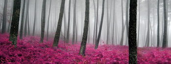 Glasschilderij Pink World - Pink Forest