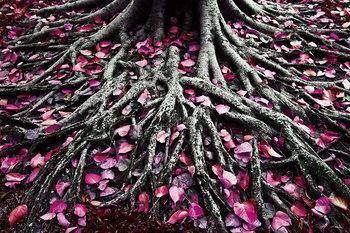 Glasschilderij Pink World - Pink Roots