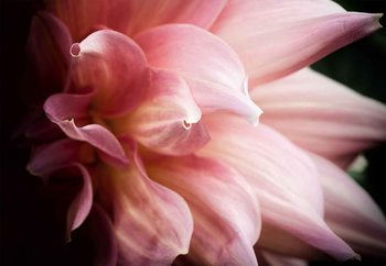Glastavla  Dahlia
