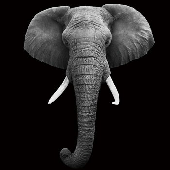 Glastavla Elephant - Head b&w