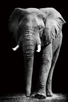 Glastavla Elephant - Standing b&w