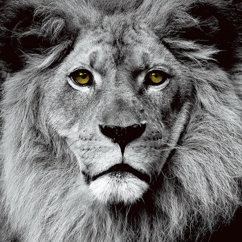 Glastavla Lion - Pride b&w
