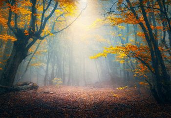 Glastavla The Enchanted Forest