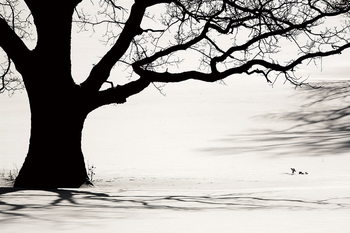 Glastavla Tree - Black and White