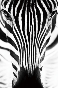 Glastavla Zebra - Head