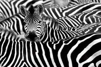Glastavla Zebra - Many Zebras