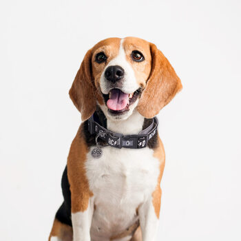 Harnais pour chien ACDC