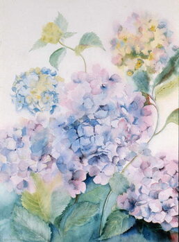 Obraz na plátně Hydrangea, Blue Wave I