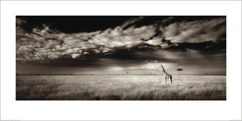 Ian Cumming  - Masai Mara Giraffe Festmény reprodukció