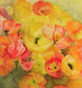 Schilderij op canvas Icelandic Poppies Nudicaule