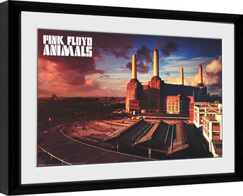 Innrammet plakat Pink Floyd - Animals