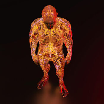 Sticker Internal Body Systems, c.2015-2025