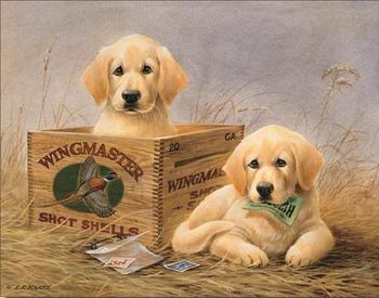 KAATZ - wingmasters Metalplanche