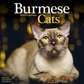 Kalendár 2022 Barmská mačka