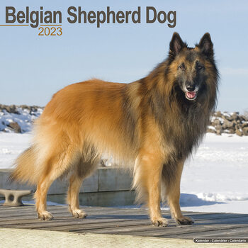 Kalendár 2023 Belgický ovčiak