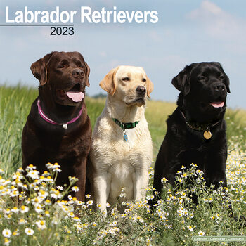 Kalendár 2023 Labradorský retríver  - Mix