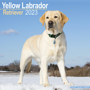 Kalendár 2023 Labradorský retríver  – Žltý