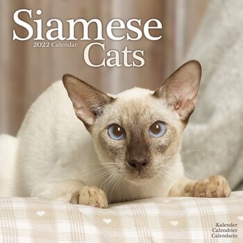 Kalendár 2022 Siamská mačka