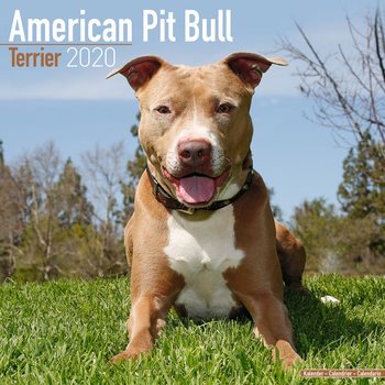 Kalendář 2027 Americký Pitbul teriér
