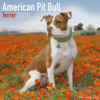 Kalendář 2027 Americký Pitbulteriér