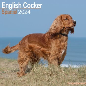 Kalendár 2024 Anglický Kokršpaniel