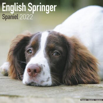 Kalendář 2027 Anglický Špringeršpaněl