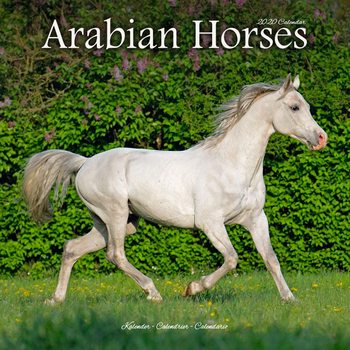 Kalendár 2027 Arabské koně