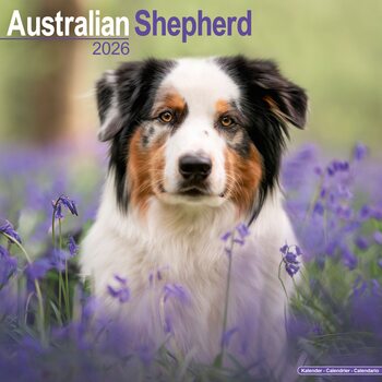 Kalendář 2026 Australian Shepherd