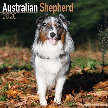 Kalendár 2027 Australský ovčiak