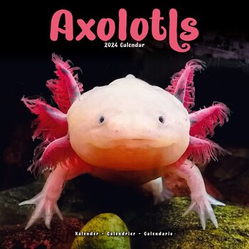 Kalendář 2024 Axolotlové