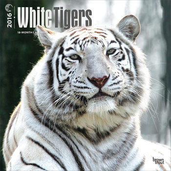 Kalendár 2027 Biele tigre