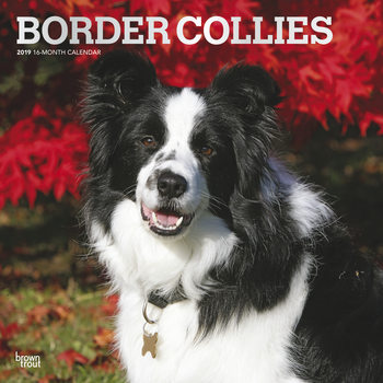 Kalendár 2027 Border Collies