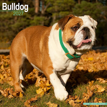 Kalendár 2027 Buldog