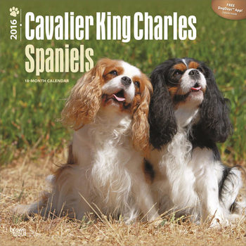 Kalendár 2027 Cavalier King Charles Spaniel