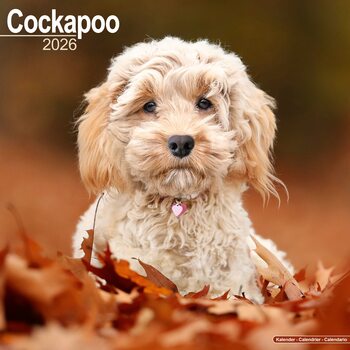 Kalendár 2027 Cockapoo