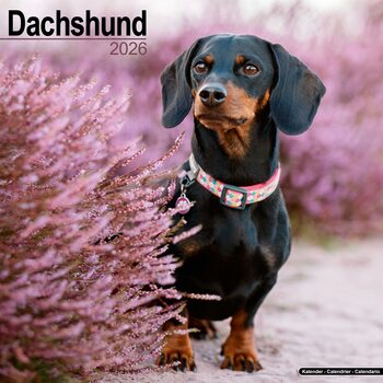 Kalendář 2026 Dachshund