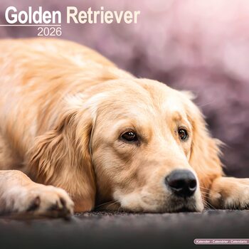 Kalendář 2026 Golden Retriever