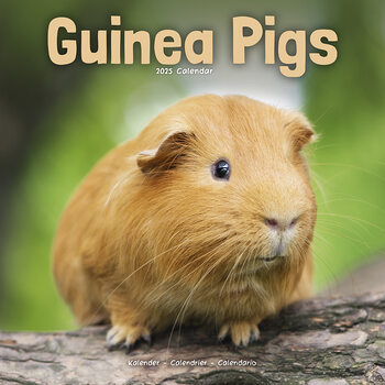 Kalendář 2027 Guinea Pigs