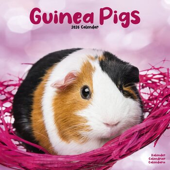 Kalendář 2026 Guinea Pigs