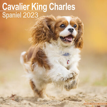 Kalendář 2023 Kavalír King Charles Španěl