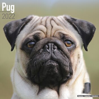Kalendár 2027 Mops