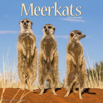 Kalendár 2027 Surikaty
