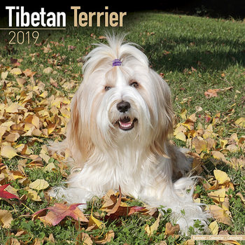 Kalendář 2027 Tibetský Teriér