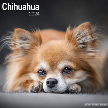 Kalendar 2024 Chihuahua