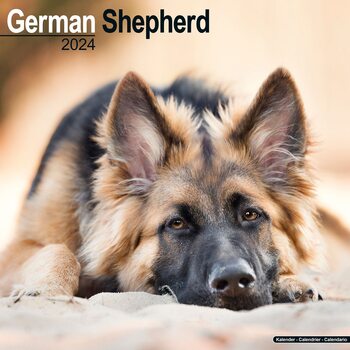 Kalendar 2024 German Shepherd